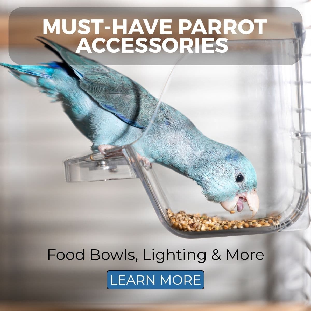 Must-Have Parrot Accessories: Food Bowls, Lighting & More
