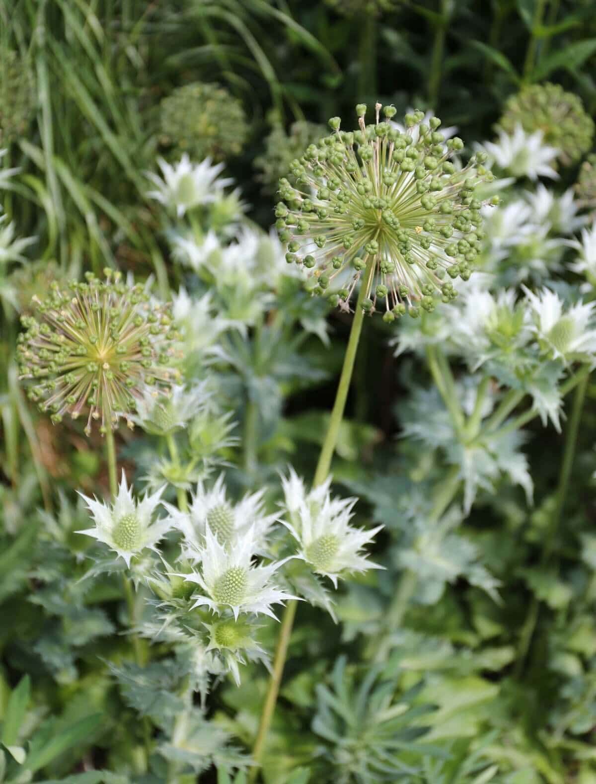 How-to-Combine-Alliums-With-Perennials-Longfield-Gardens