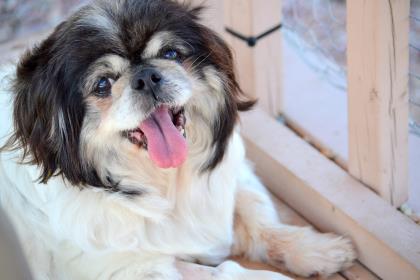 Helping Senior Dogs in their Golden Years
