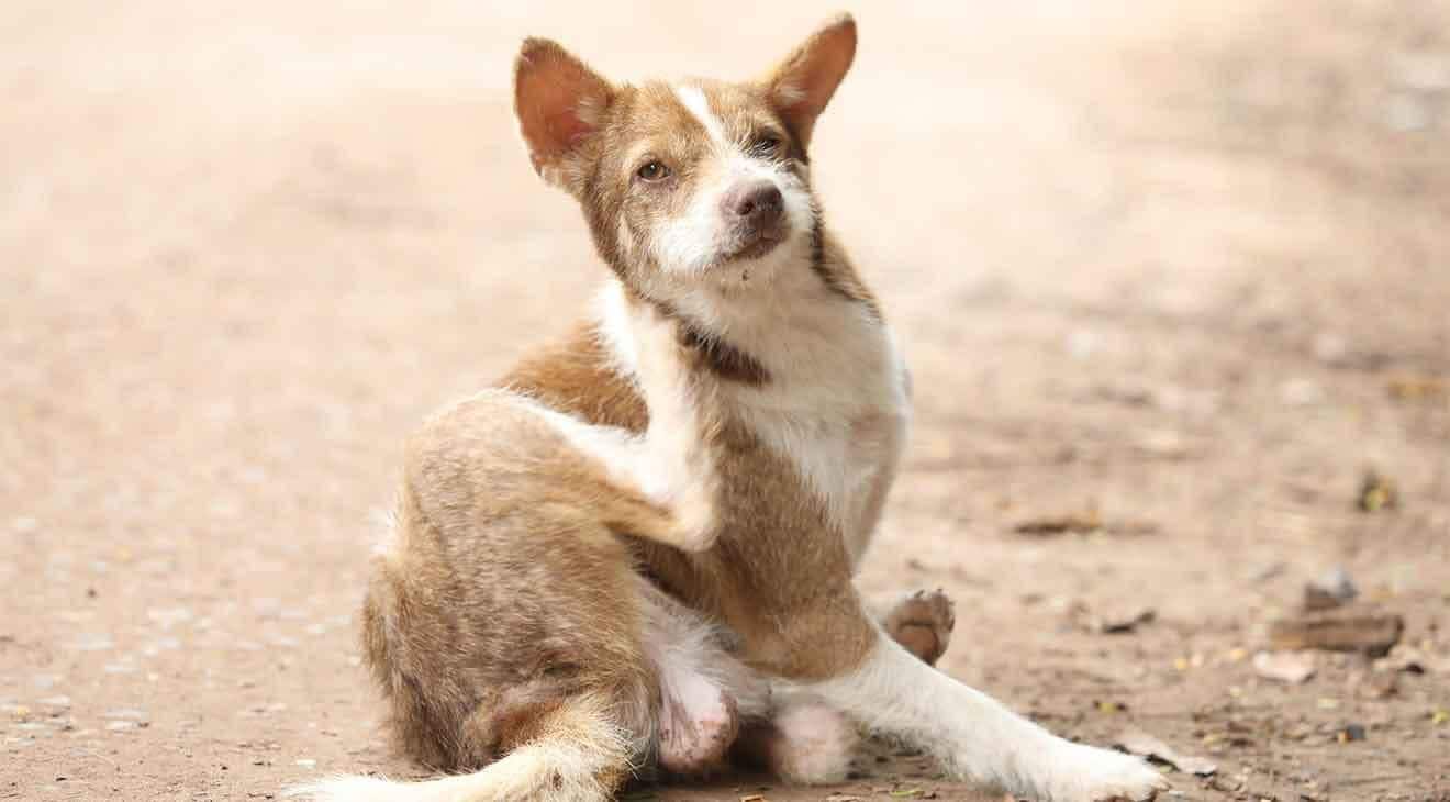 5 Easy Home Remedies To Soothe Itchy Dog Skin