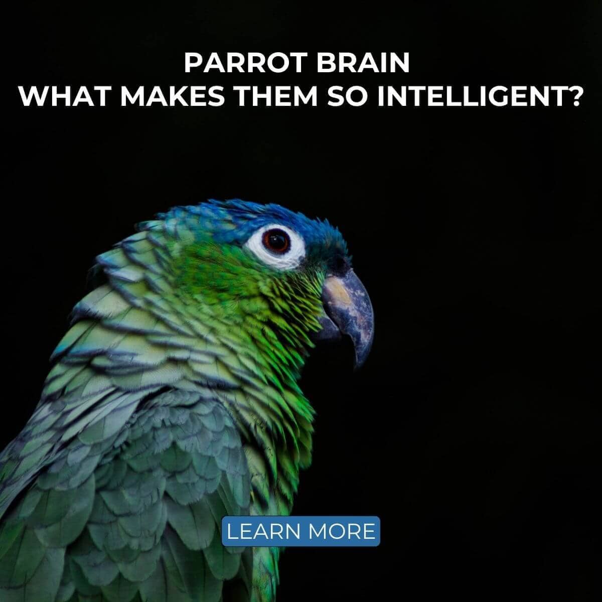 Parrot Brain – What makes them so intelligent?