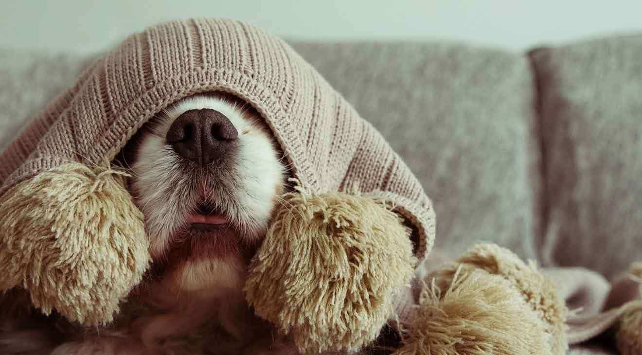 Five Tips to Help a Dog That is Afraid of Fireworks