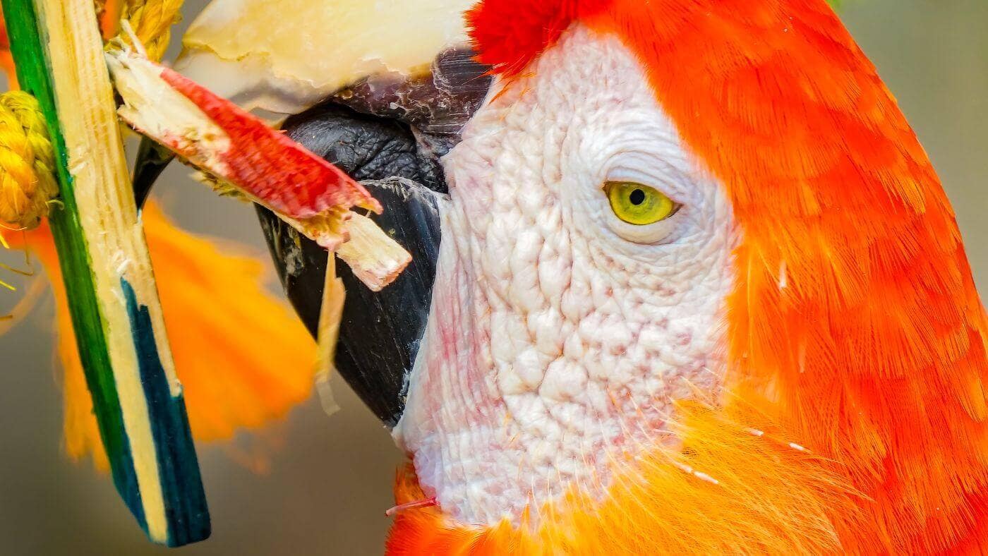 Macaw Chewing Wooden Toy