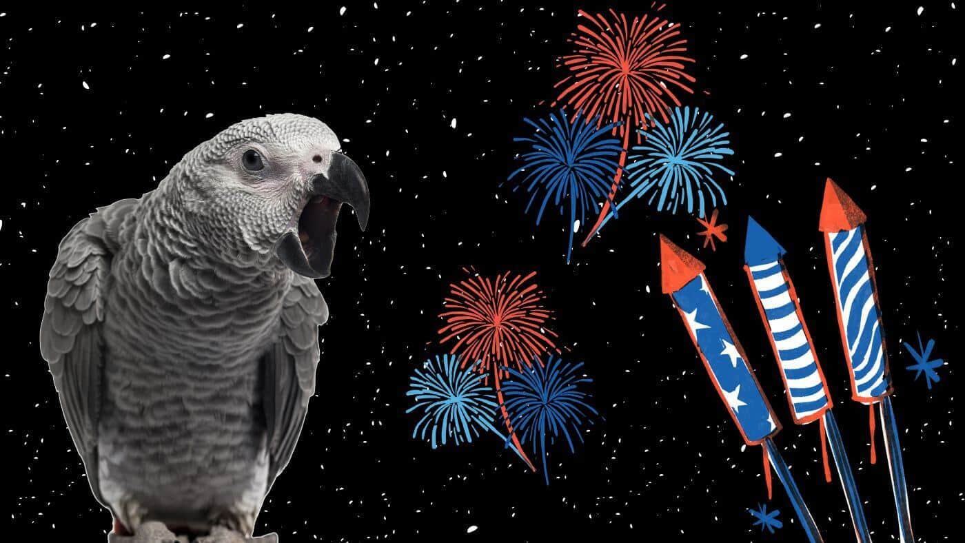 Scared Parrot During Fireworks