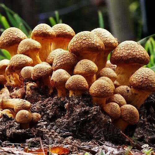Growing Mushrooms