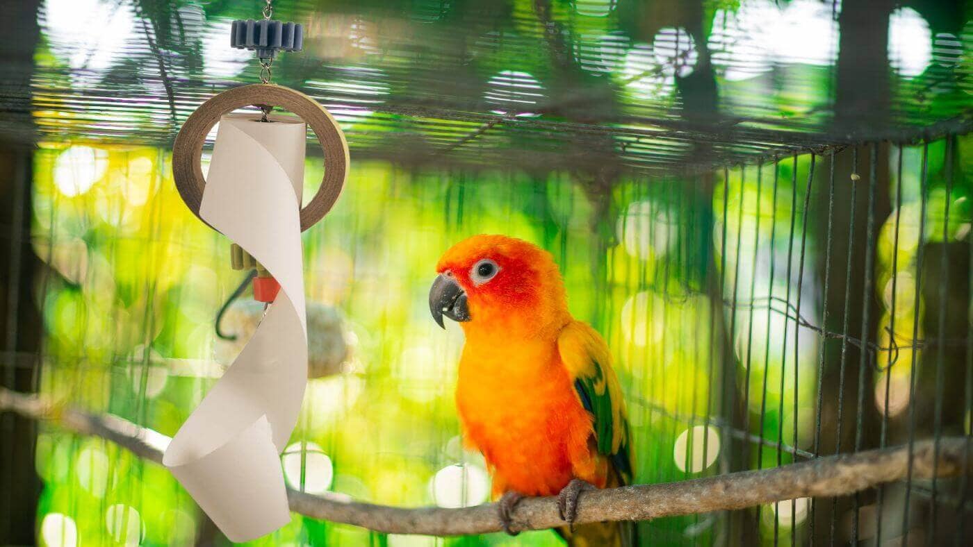 Shredding Toy for Parakeets