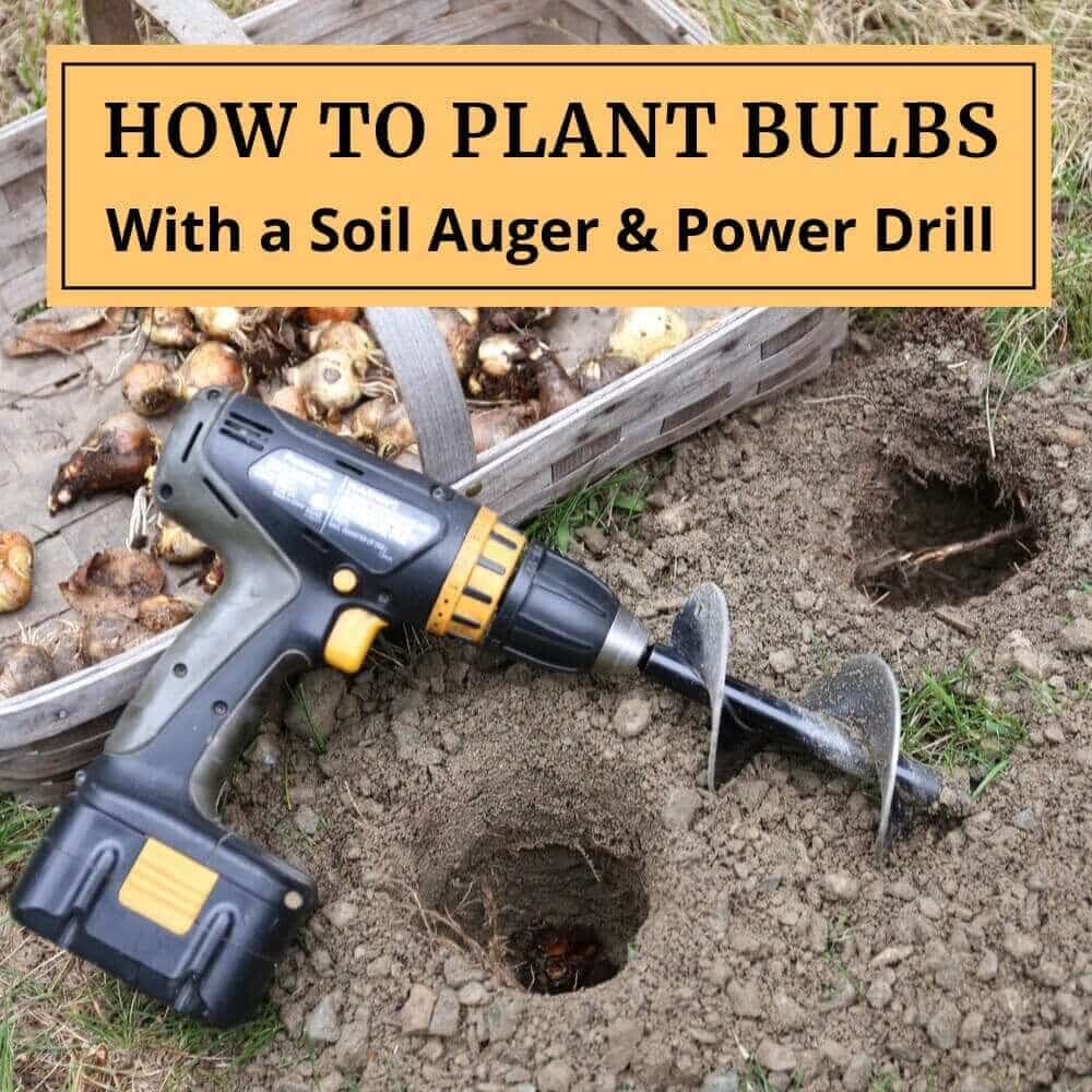 Planting Flower Bulbs with a Soil Auger and Power Drill - Longfield Gardens