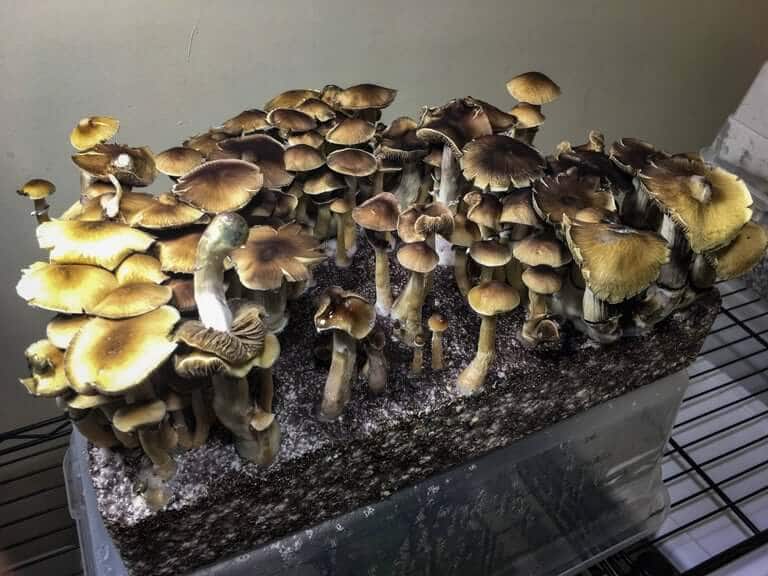 How to grow mushrooms, Part Four: Harvesting!