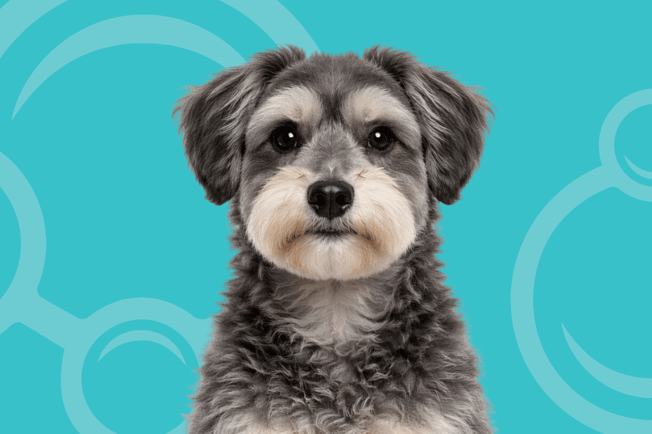 Schnoodle Temperament and Grooming Considerations