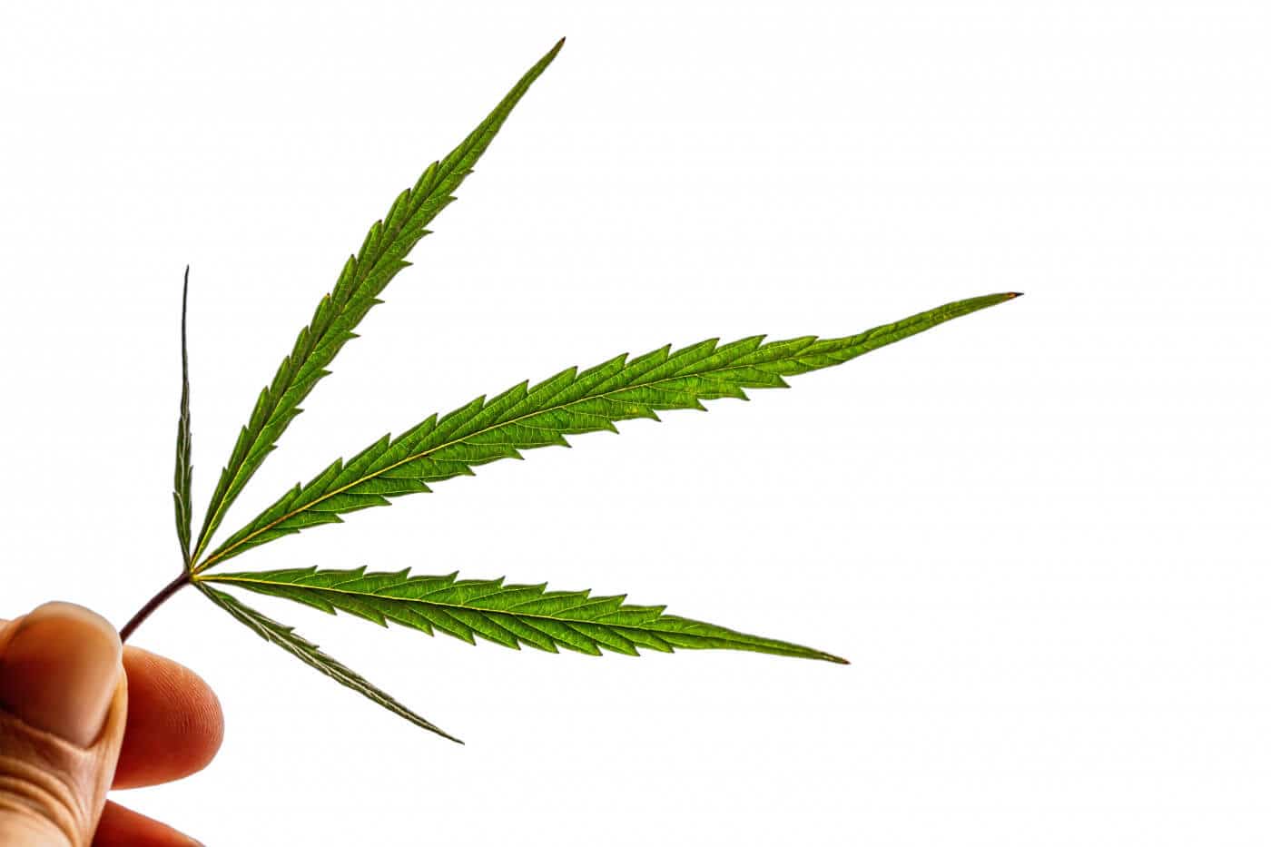 Marijuana and Kratom Are Two Different Types of Herbs