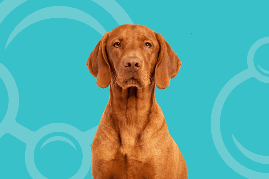 Vizsla Temperament and Grooming Considerations