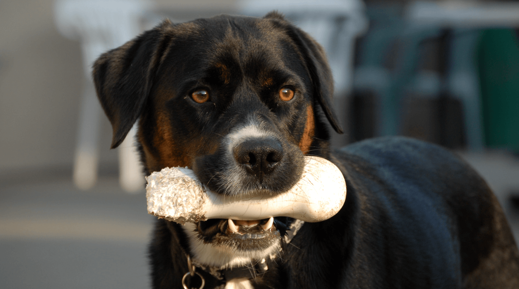Possessive Aggression In Dogs