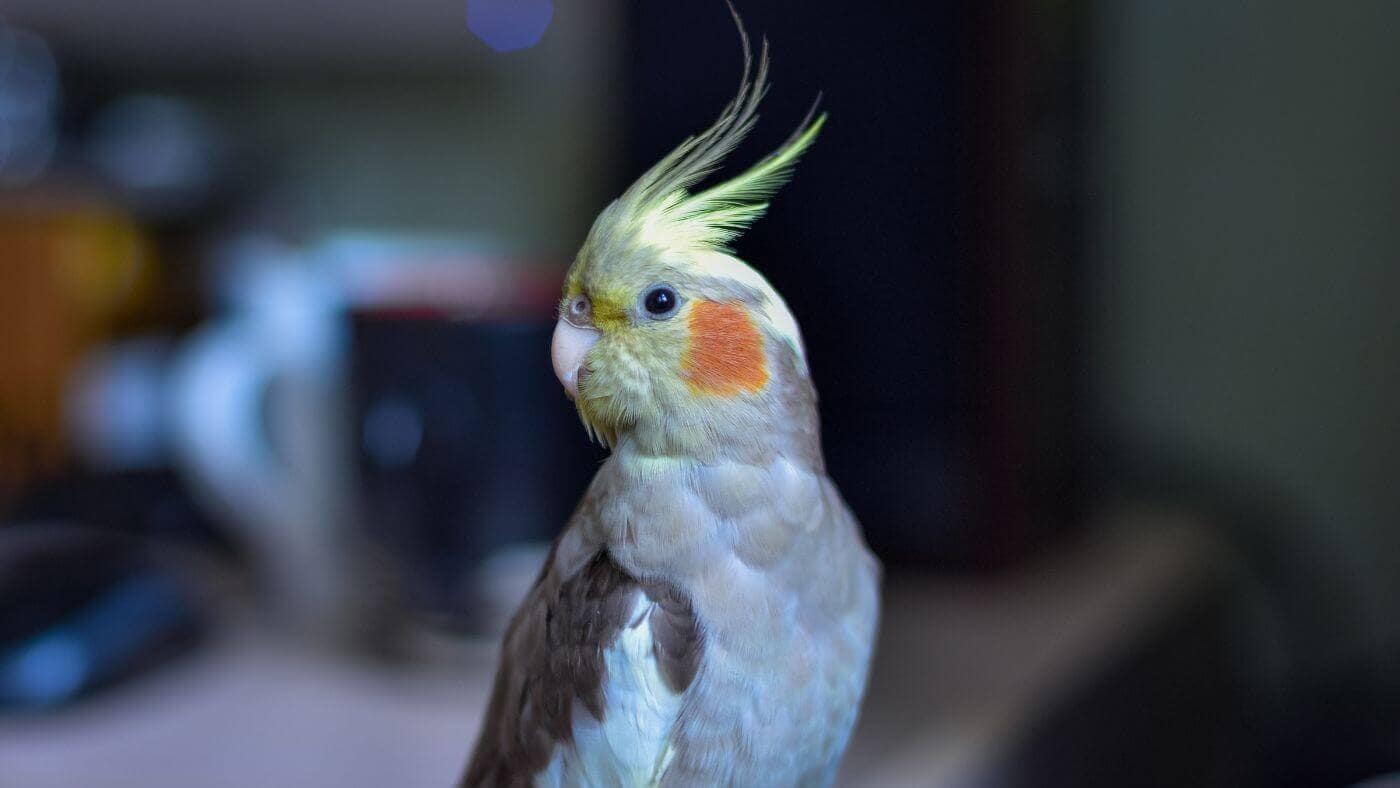 Having a Pet Parrot