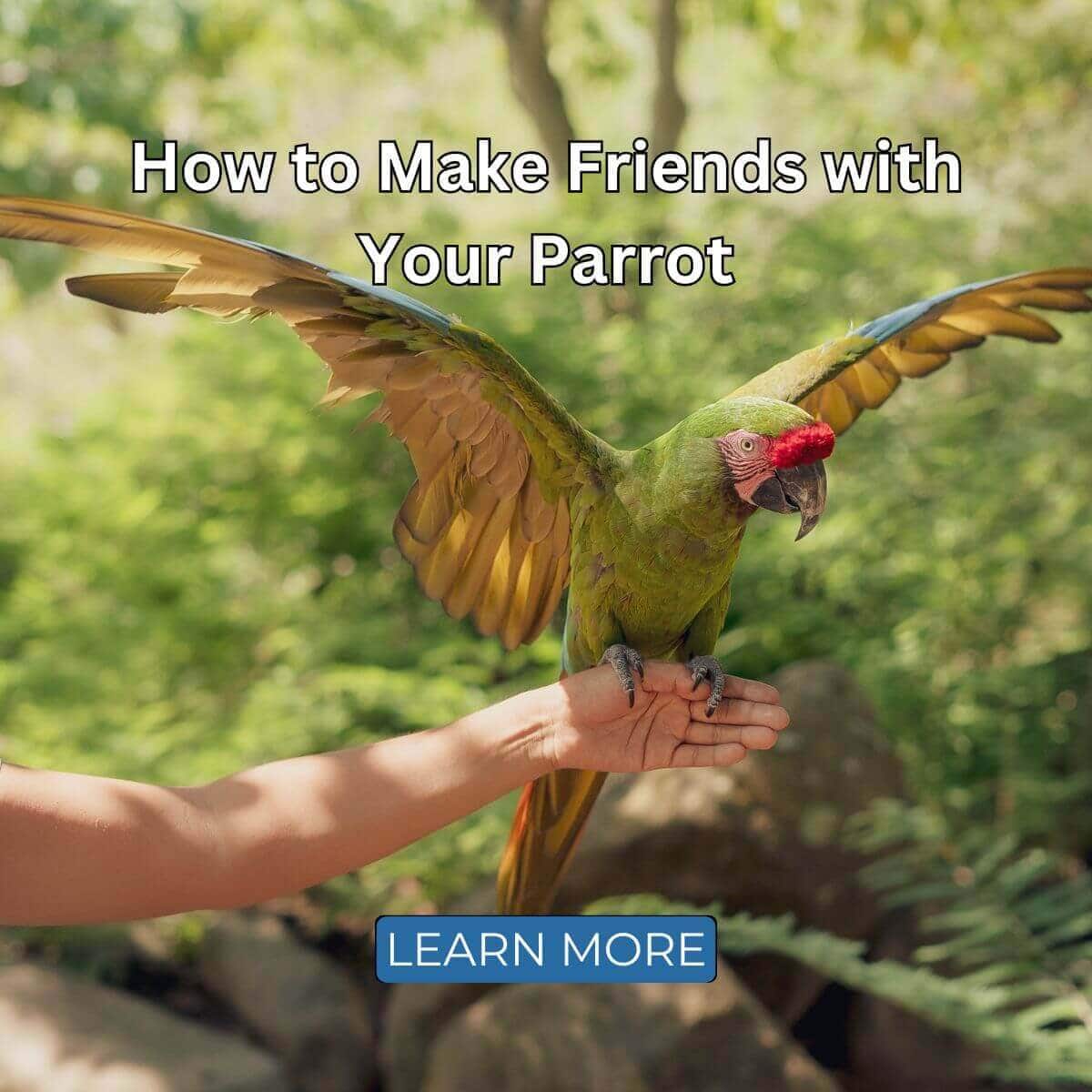 How to Make Friends with Your Parrot