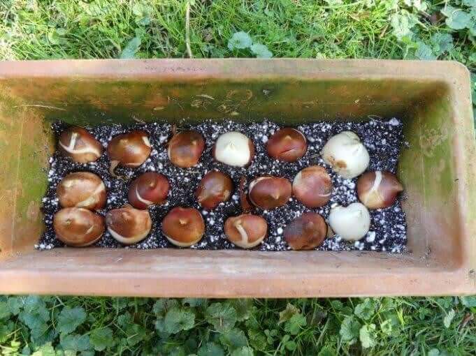 Tips for Growing Spring Bulbs in Containers - Longfield Gardens