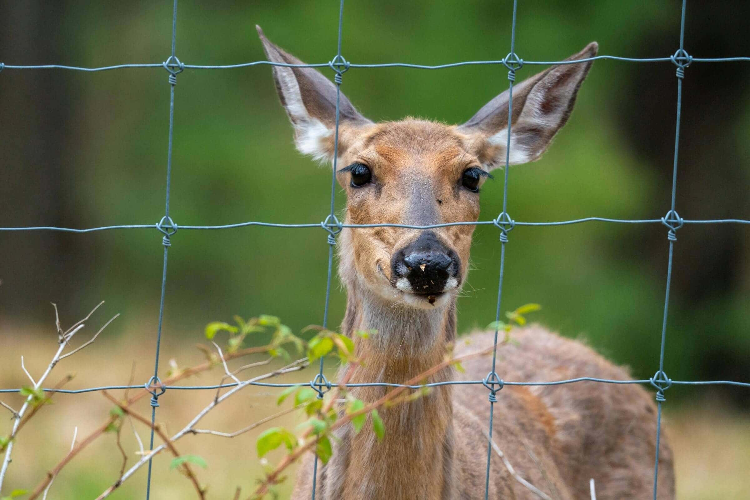 How To Keep Deer and Nuisance Animals Out of Your Yard: A Guide