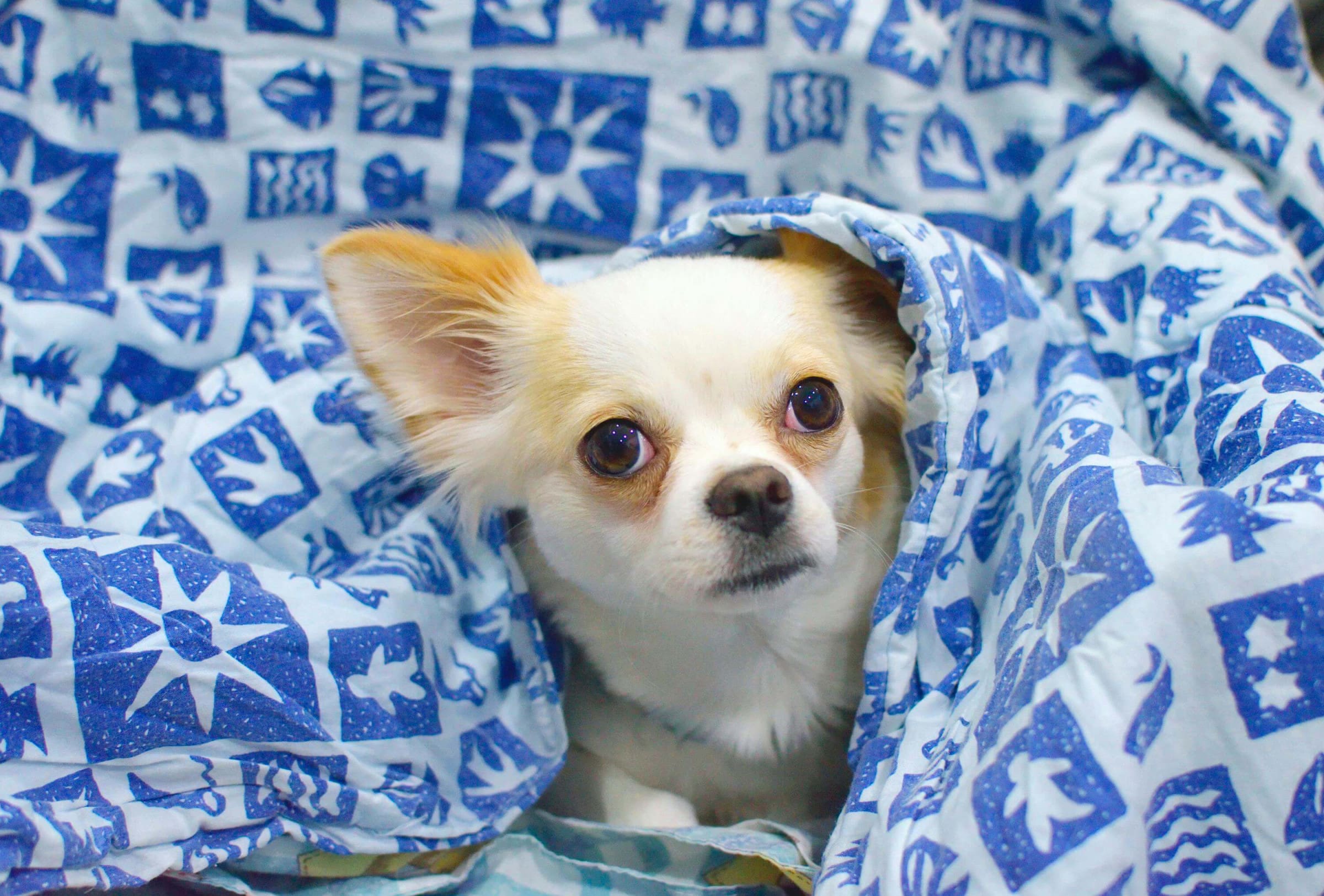 How to Choose the Right Dog Bed for Your Pet's Needs