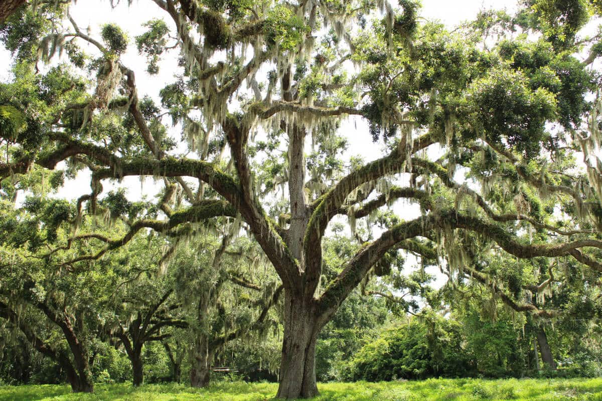 Long Live the Live Oak!
