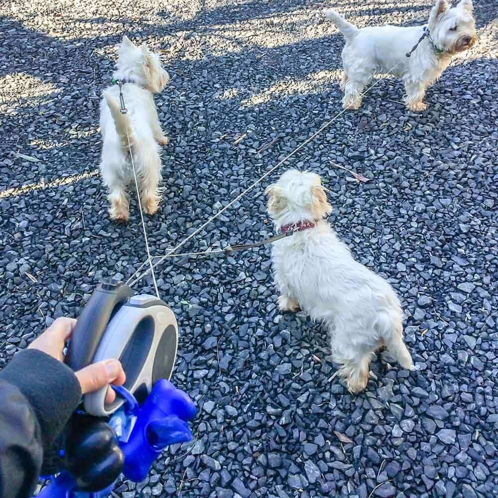 4 Reasons To Ditch Your Retractable Leash