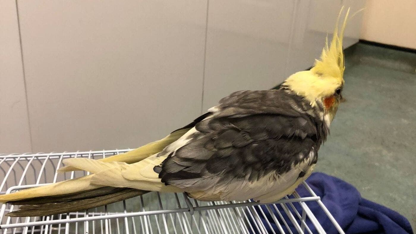Cockatiel at Seers Croft Veterinary Surgery