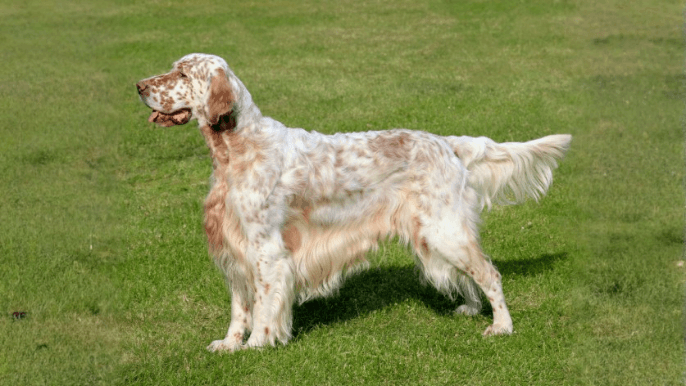 English Setter Temperament