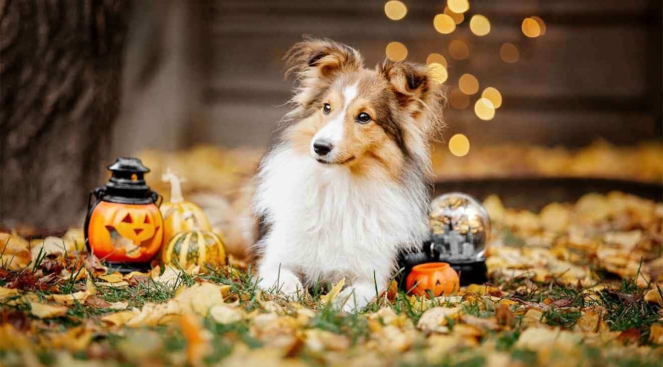 dogIDs Products Ensure Harmless Halloween for Dogs