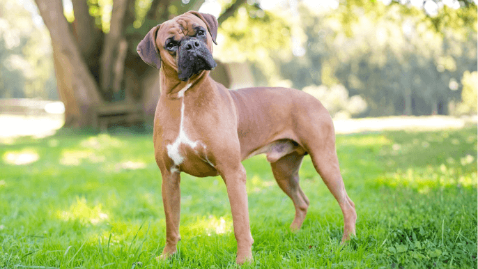 Boxer temperament