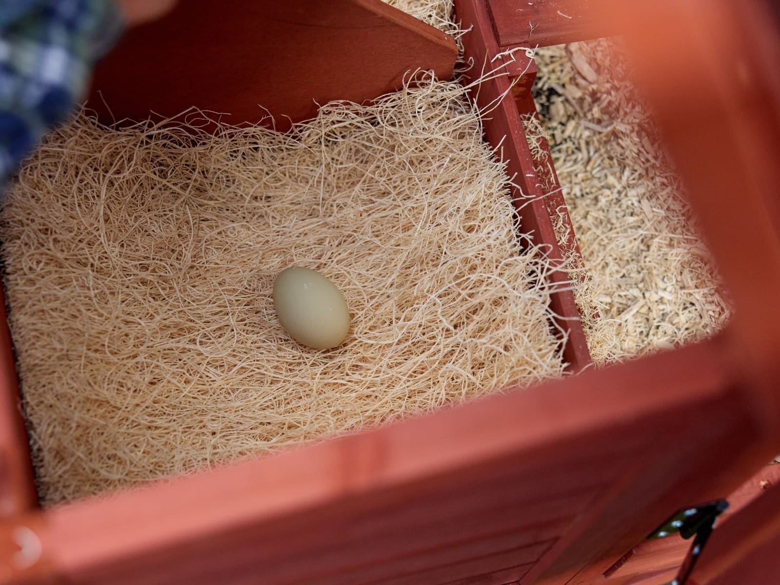 do chickens lay in the winter