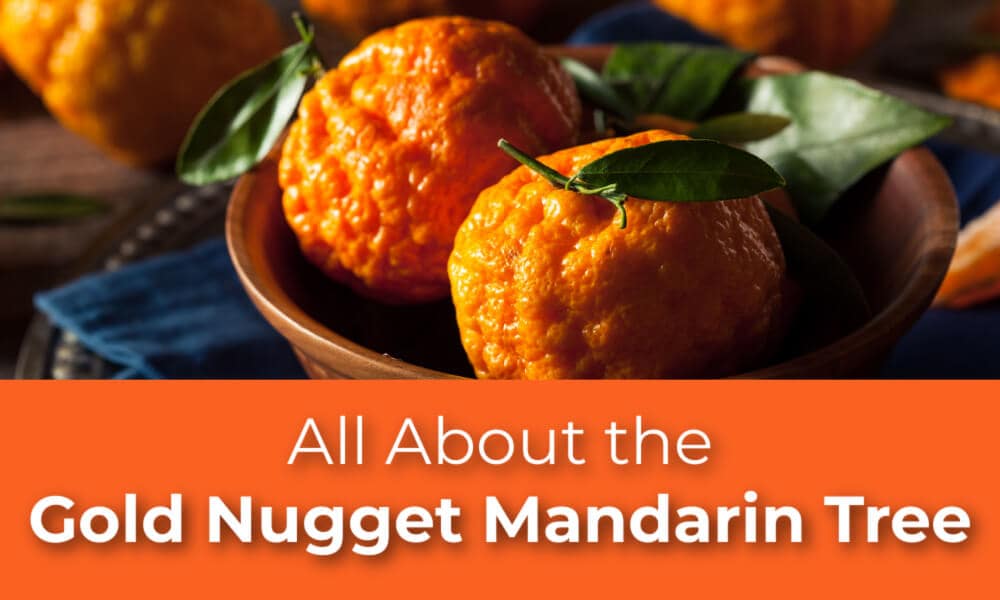 All About the Gold Nugget Mandarin Tree