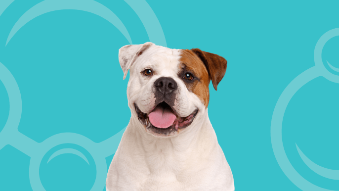 American Bulldog Temperament