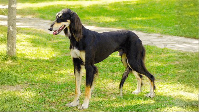 Saluki Temperament