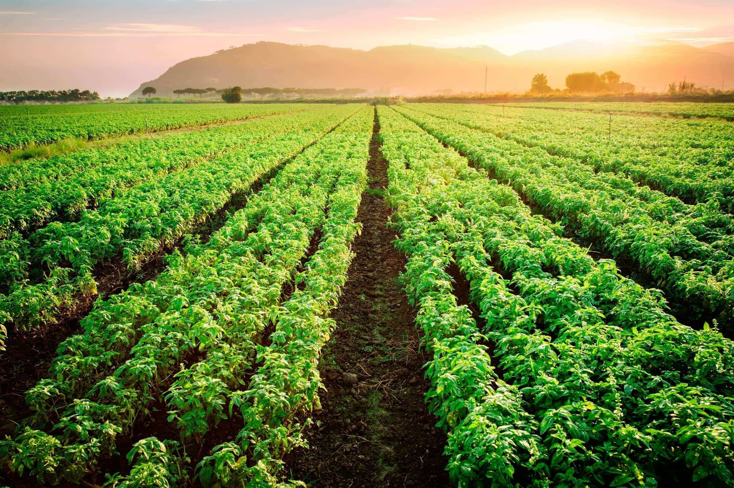 Sweet Leaf Basil: A Fragrant Herb Rooted in Warm Soil and Culinary Tradition