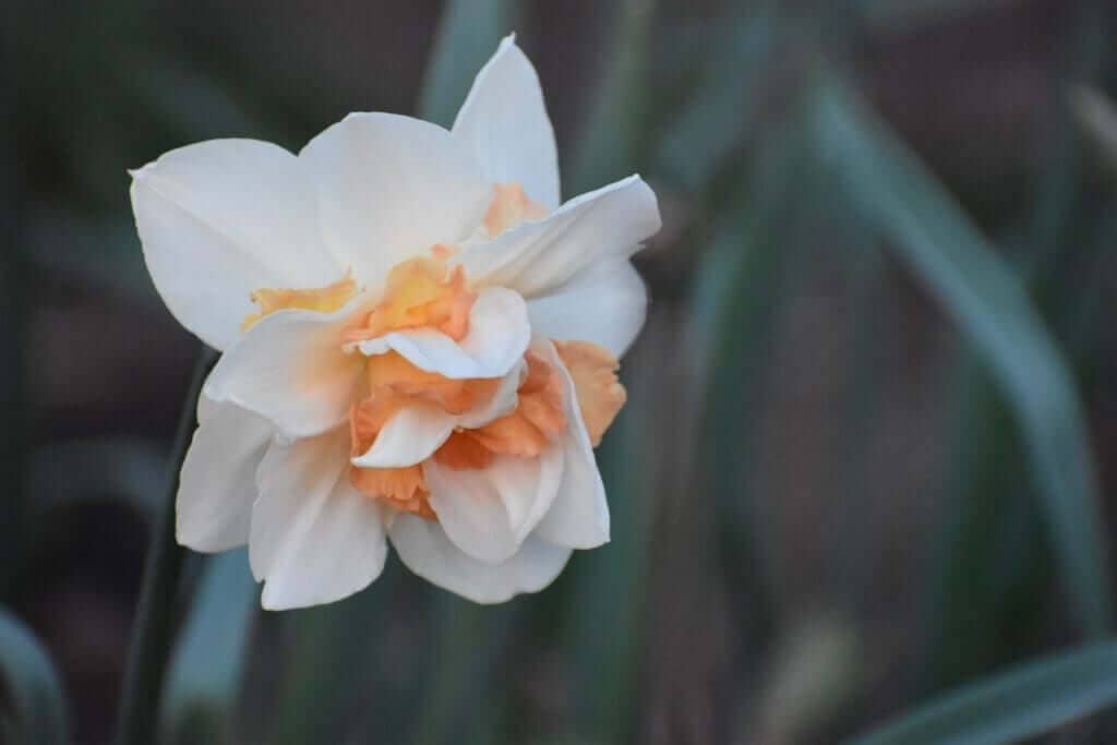 Tips for Using Daffodils as Cut Flowers - Longfield Gardens