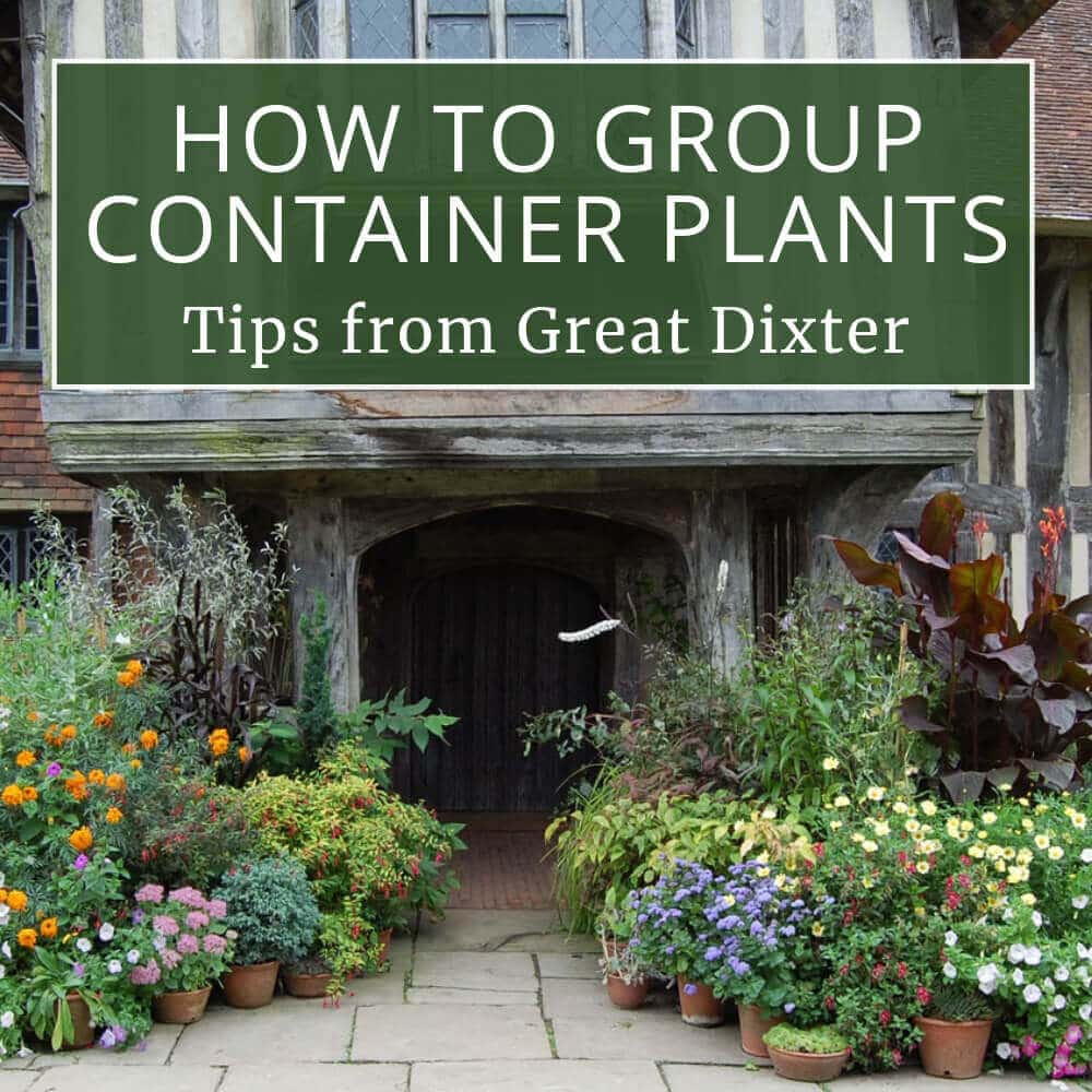 How to Group Container Plants - Tips from Great Dixter