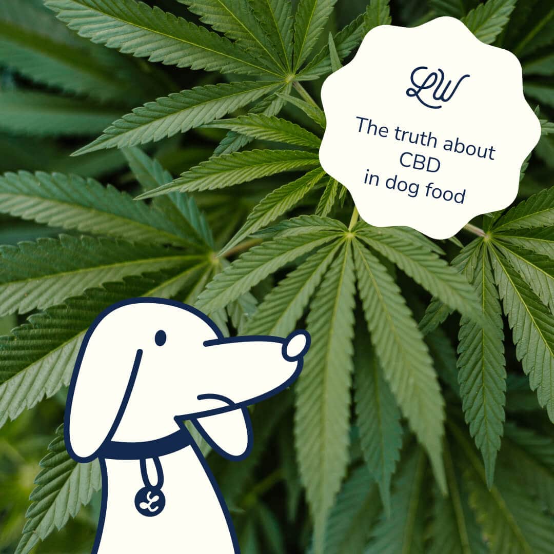 The Case Against CBD in Dog Food: Why LOONAWELL Advocates for Science-Based Nutrition