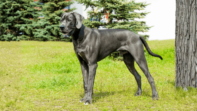 Great Dane Temperament