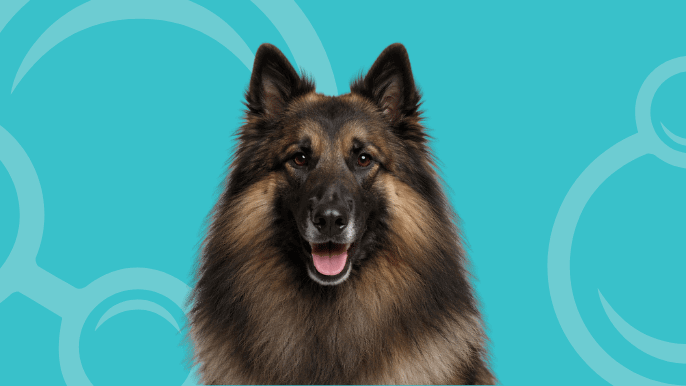 Belgian Tervuren Temperament