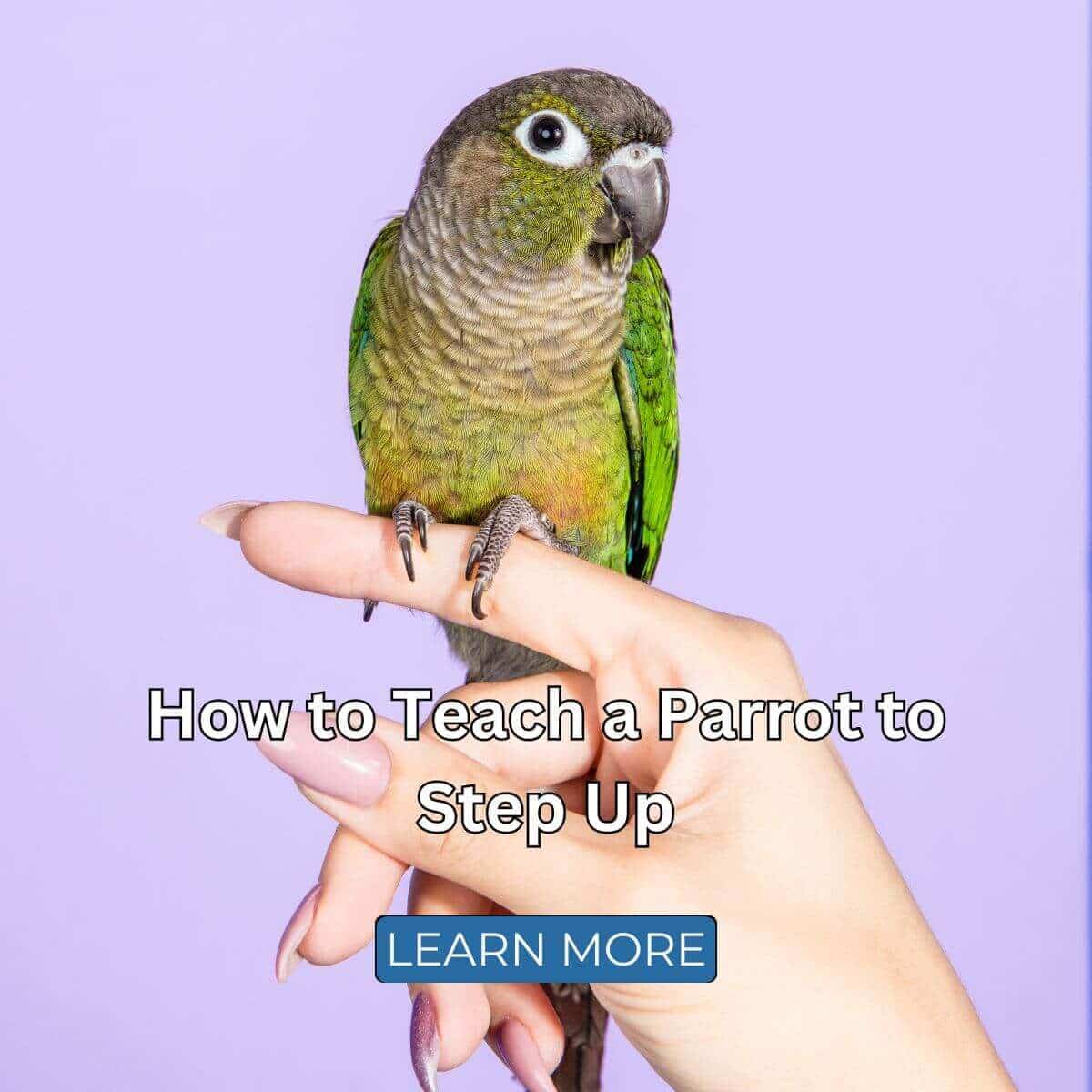 How to Teach a Parrot to Step Up