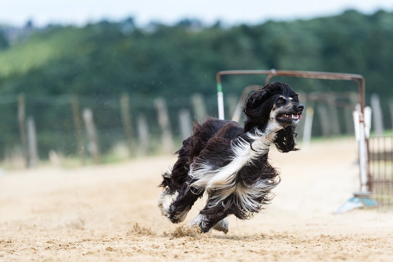 Afghan Hound Information and Characteristics