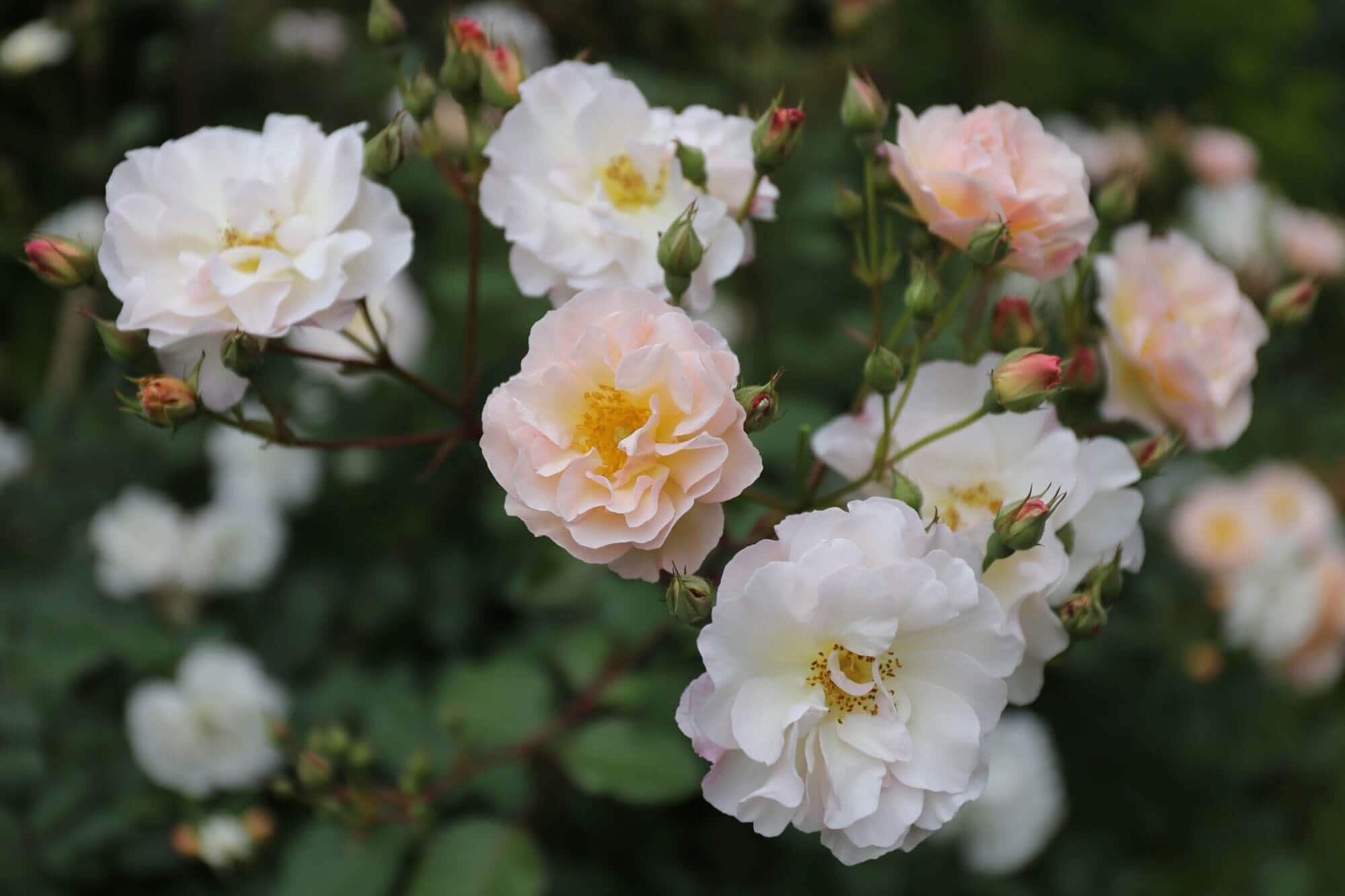 Spring Checklist for Flower Gardeners - Longfield Gardens