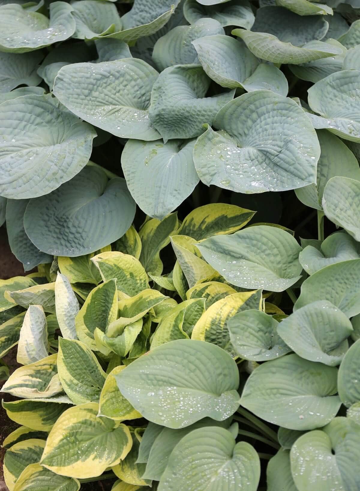 7 Tips for Growing Hostas - Longfield Gardens