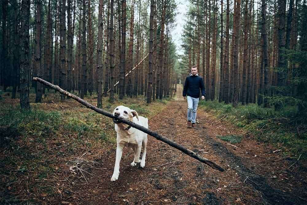 Should You Hike With Your Dog Off Leash?