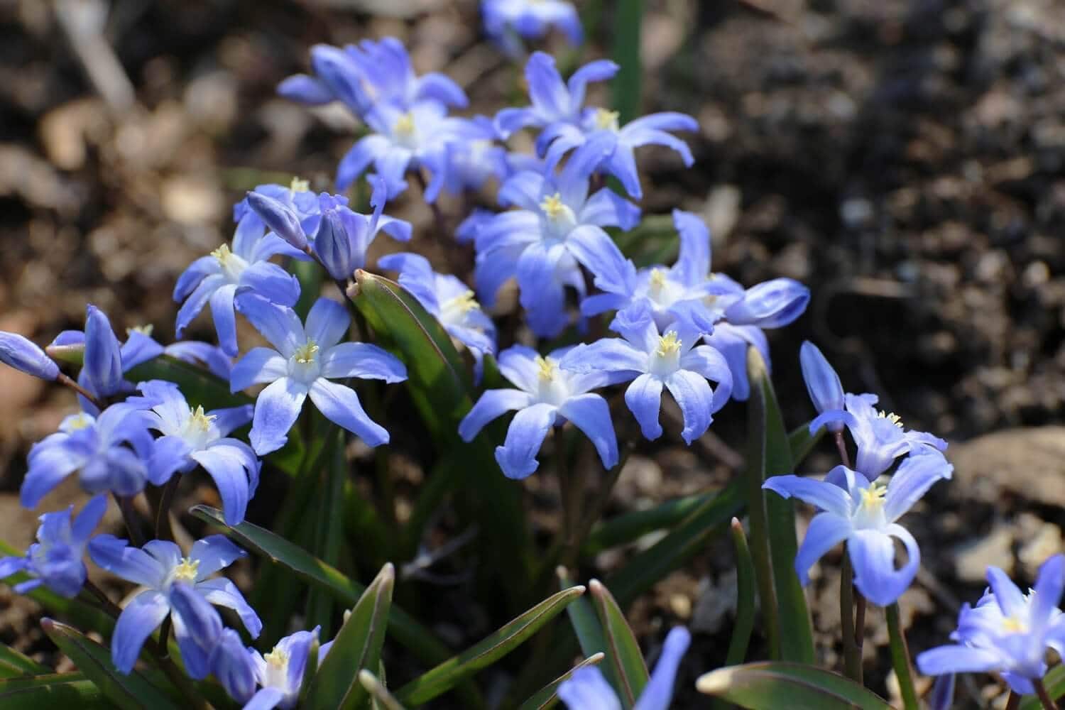 How to Plant a Carpet of Blue Spring Flowers - Longfield Gardens