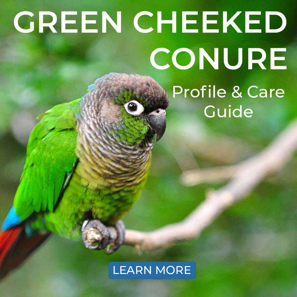 Green Cheeked Conure – Profile & Care Guide