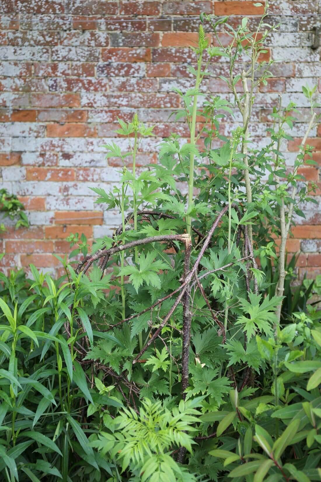 DIY Plant Supports - Longfield Gardens