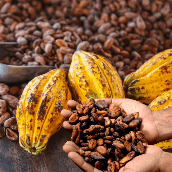 Benefits of Cacao: Why Cacao Is Considered a Superfood