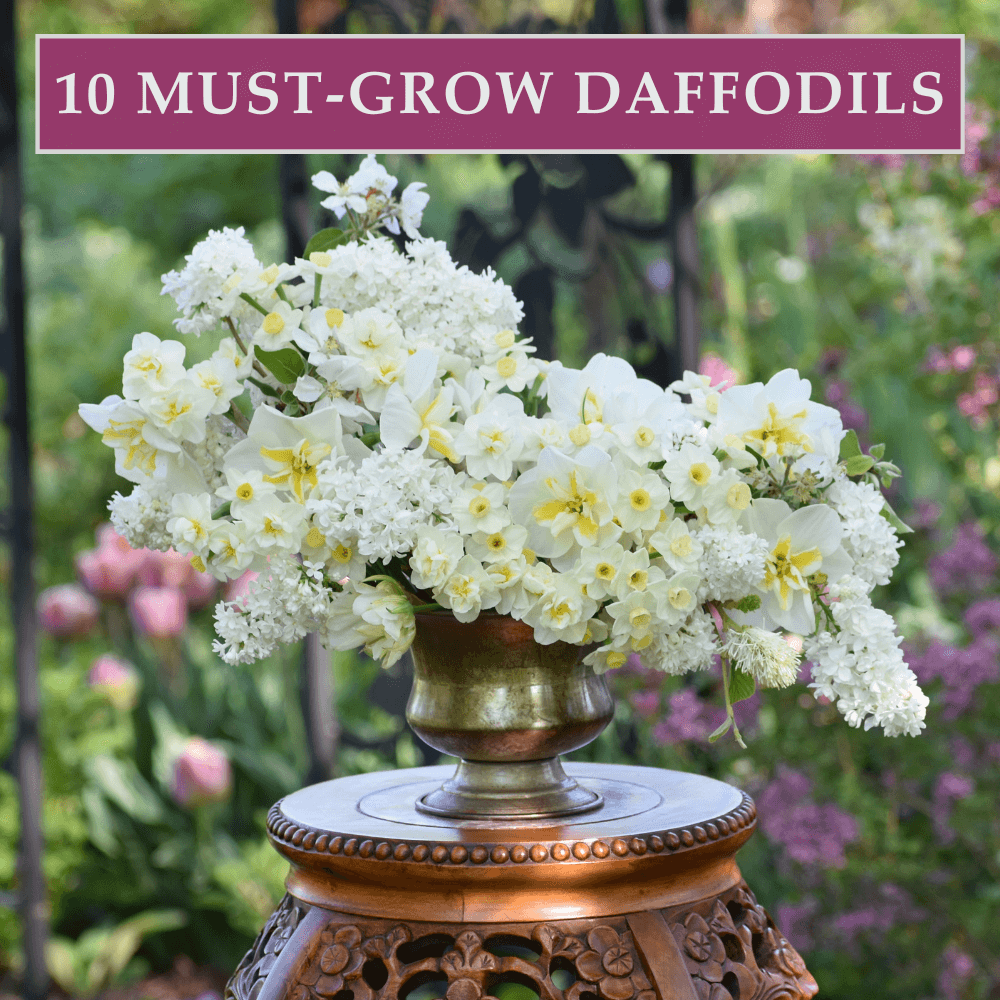 10 Must-Grow Daffodils for Your Flower Garden