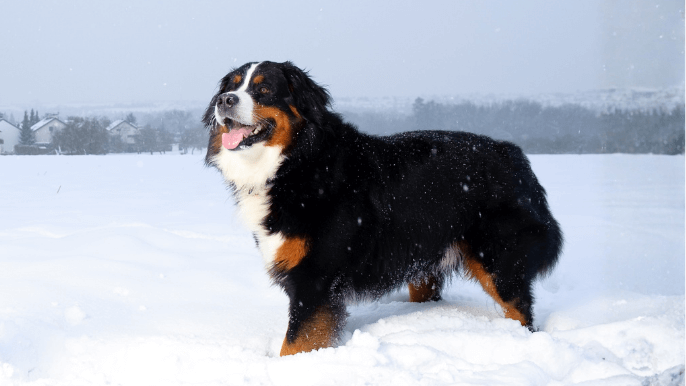 Bernese Mountain Dog Temperament