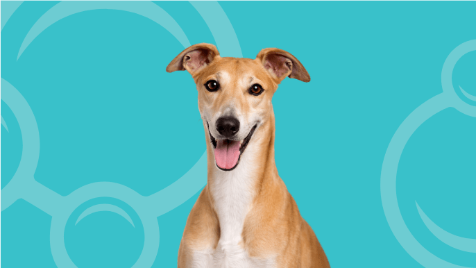 Greyhound Temperament 