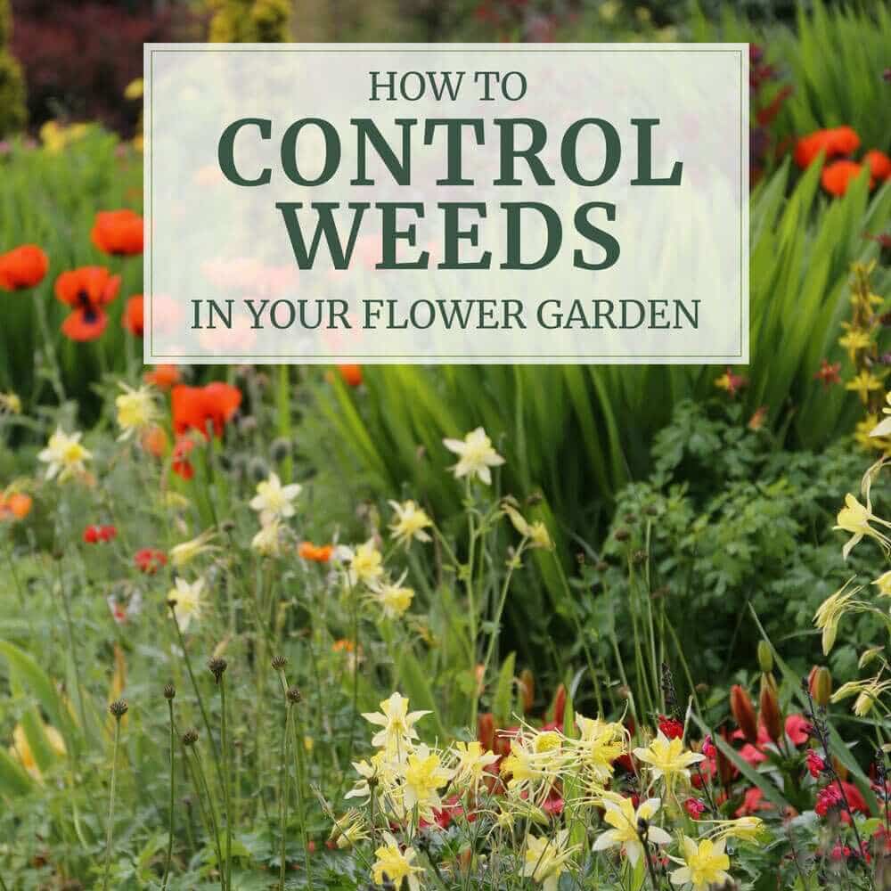 6 Tips for Controlling Weeds in Your Flower Garden